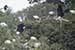 Birds Photography-Copyright © 2011 Dewakar Chandran birds photography