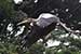 Birds Photography-Copyright © 2011 Dewakar Chandran birds photography