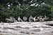 Birds Photography-Copyright © 2011 Dewakar Chandran birds photography