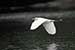 Birds Photography-Copyright © 2011 Dewakar Chandran birds photography