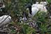 Birds Photography-Copyright © 2011 Dewakar Chandran wood stork