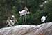 Birds Photography-Copyright © 2011 Dewakar Chandran Painted stork