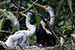 Birds Photography-Copyright © 2011 Dewakar Chandran Open bill stork