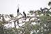 Birds Photography-Copyright © 2011 Dewakar Chandran Grey egret