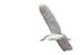 Birds Photography-Copyright © 2011 Dewakar Chandran birds photography