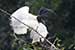 Birds Photography-Copyright © 2011 Dewakar Chandran birds photography
