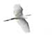 Birds Photography-Copyright © 2011 Dewakar Chandran birds photography