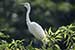 Birds Photography-Copyright © 2011 Dewakar Chandran birds photography