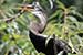 Birds Photography-Copyright © 2011 Dewakar Chandran birds photography