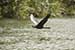Birds Photography-Copyright © 2011 Dewakar Chandran