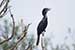 Birds Photography-Copyright © 2011 Dewakar Chandran Cormorant