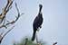 Birds Photography-Copyright © 2011 Dewakar Chandran Cormorant