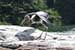 Birds Photography-Copyright © 2011 Dewakar Chandran Painted dart