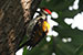White naped woodpecker