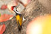 Birds Photography-Copyright © 2012 Dewakar Chandran White naped woodpecker