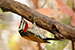 Birds Photography-Copyright © 2012 Dewakar Chandran White naped woodpecker