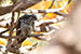 Birds Photography-Copyright © 2012 Dewakar Chandran Indian koel female