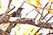 Birds Photography-Copyright © 2012 Dewakar Chandran Indian koel female