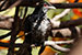 Birds Photography-Copyright © 2012 Dewakar Chandran Indian koel female