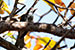 Birds Photography-Copyright © 2012 Dewakar Chandran Indian koel female