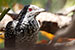 Birds Photography-Copyright © 2012 Dewakar Chandran Indian koel female