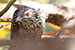 Birds Photography-Copyright © 2012 Dewakar Chandran Indian koel female