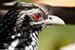 Birds Photography-Copyright © 2012 Dewakar Chandran Indian koel