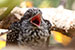 Birds Photography-Copyright © 2012 Dewakar Chandran Indian koel