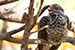 Birds Photography-Copyright © 2012 Dewakar Chandran Indian koel