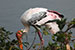 Birds Photography-Copyright © 2012 Dewakar Chandran birds photography