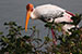 Birds Photography-Copyright © 2012 Dewakar Chandran birds photography