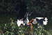 Birds Photography-Copyright © 2012 Dewakar Chandran birds photography