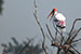 Birds Photography-Copyright © 2012 Dewakar Chandran birds photography