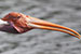 Birds Photography-Copyright © 2012 Dewakar Chandran birds photography