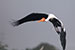 Birds Photography-Copyright © 2012 Dewakar Chandran birds photography