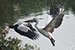 Birds Photography-Copyright © 2012 Dewakar Chandran Pelican