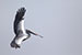 Birds Photography-Copyright © 2012 Dewakar Chandran Pelican collecting twigs