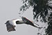 Birds Photography-Copyright © 2012 Dewakar Chandran Pelican building a nest