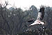 Birds Photography-Copyright © 2012 Dewakar Chandran Gliding Pelican