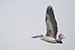 Birds Photography-Copyright © 2012 Dewakar Chandran Pelican flying