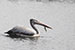 Birds Photography-Copyright © 2012 Dewakar Chandran Pelican swimming