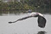 Birds Photography-Copyright © 2012 Dewakar Chandran Pelican taking off