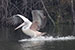 Birds Photography-Copyright © 2012 Dewakar Chandran Pelican in water