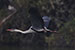 Birds Photography-Copyright © 2012 Dewakar Chandran birds photography