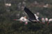 Birds Photography-Copyright © 2012 Dewakar Chandran birds photography