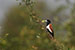 birds photography birds photography