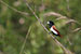 birds photography birds photography