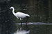 birds photography Great Egret