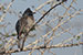 birds photography birds photography