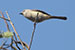 birds photography birds photography